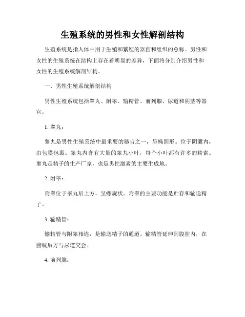 生殖系统的男性和女性解剖结构