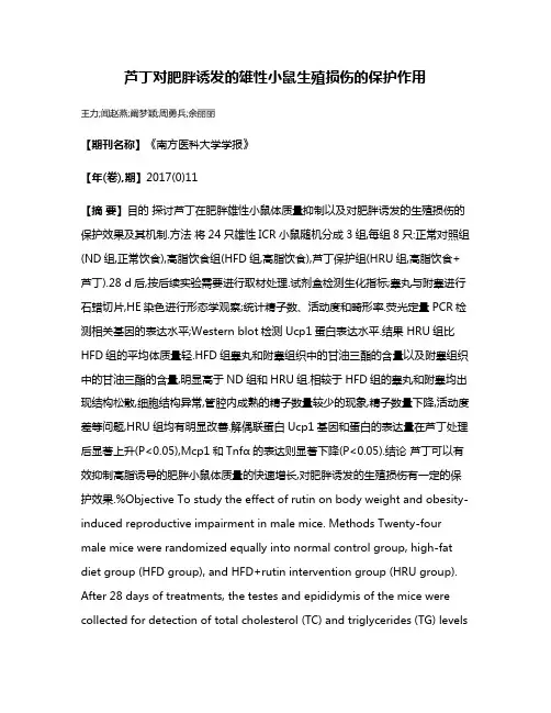芦丁对肥胖诱发的雄性小鼠生殖损伤的保护作用