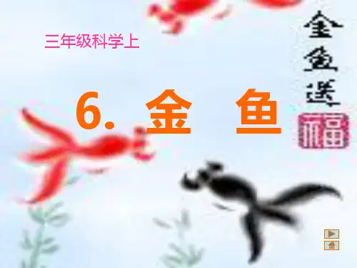 教科版科学三年级上册《金鱼》14精品PPT课件