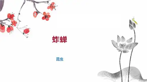 蚱蝉    