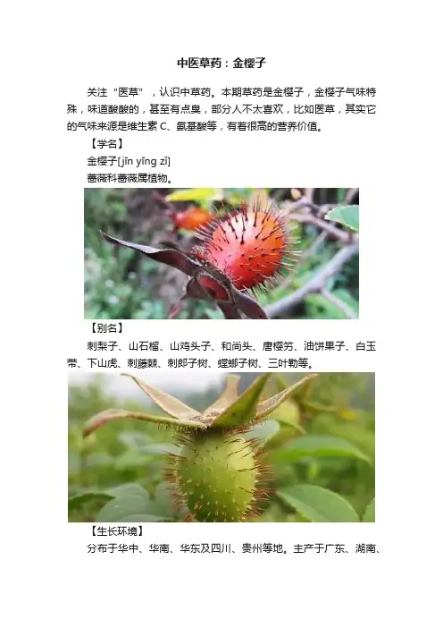 中医草药：金樱子