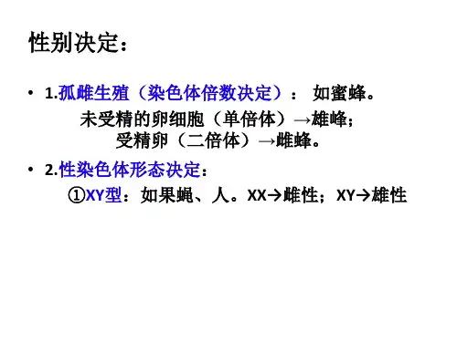 人教版高中生物必修二2.3伴性遗传教学课件 (共36张PPT)