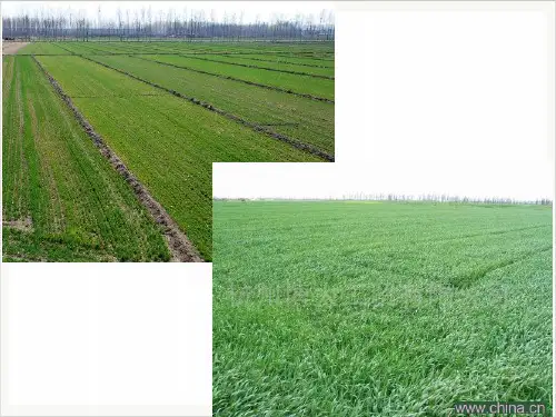 生态系统中的生产量和生物量PPT课件