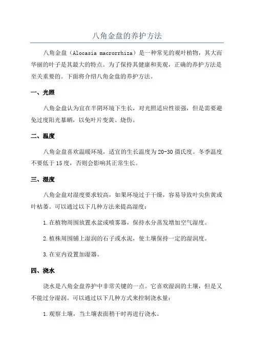 八角金盘的养护方法