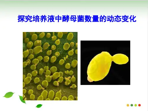 《种群数量的变化》ppt课件人教版16