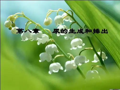 生理学ppt：尿的生成和排出