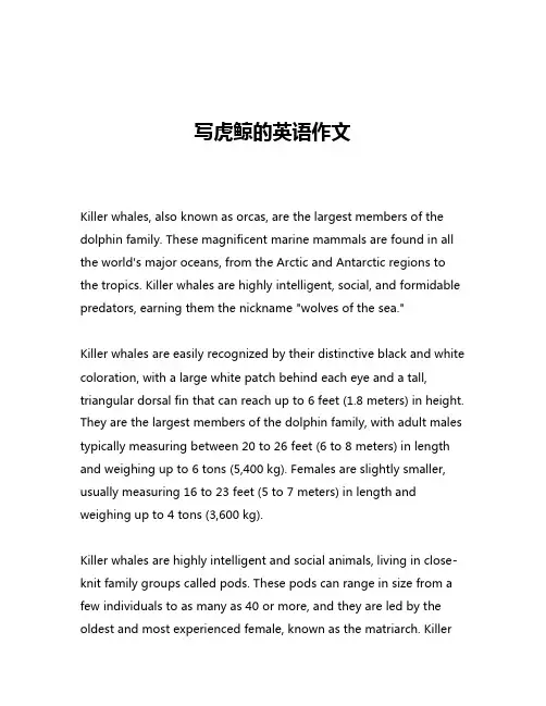 写虎鲸的英语作文