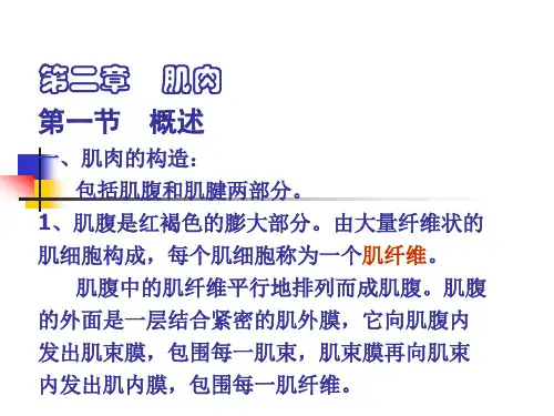 家畜解剖生理 第二章肌肉