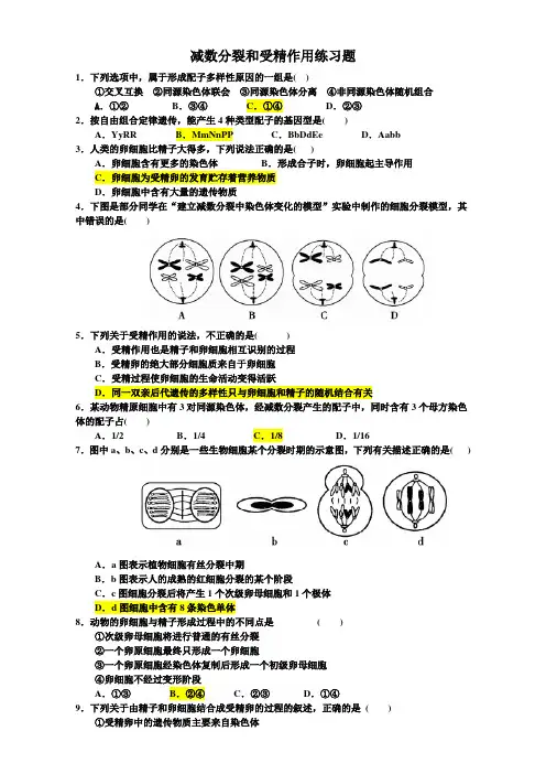减数分裂和受精作用--练习题