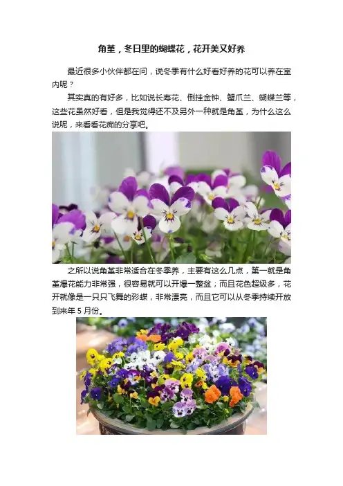 角堇，冬日里的蝴蝶花，花开美又好养