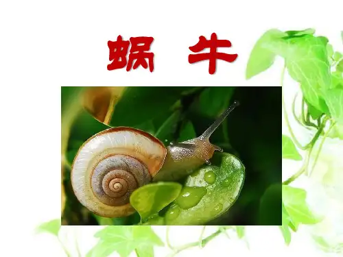 教科版三年级科学上册《蜗牛》PPT课件(5篇)