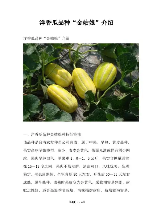 洋香瓜品种“金姑娘”介绍