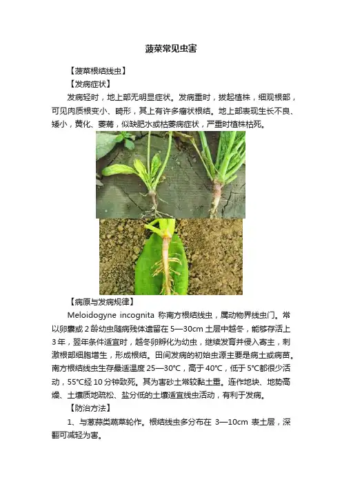 菠菜常见虫害
