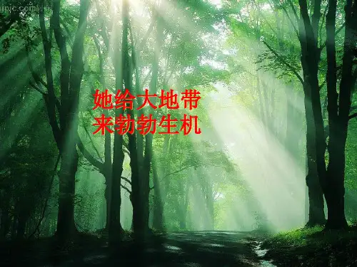《二氧化碳制取的研究》人教版化学完美课件