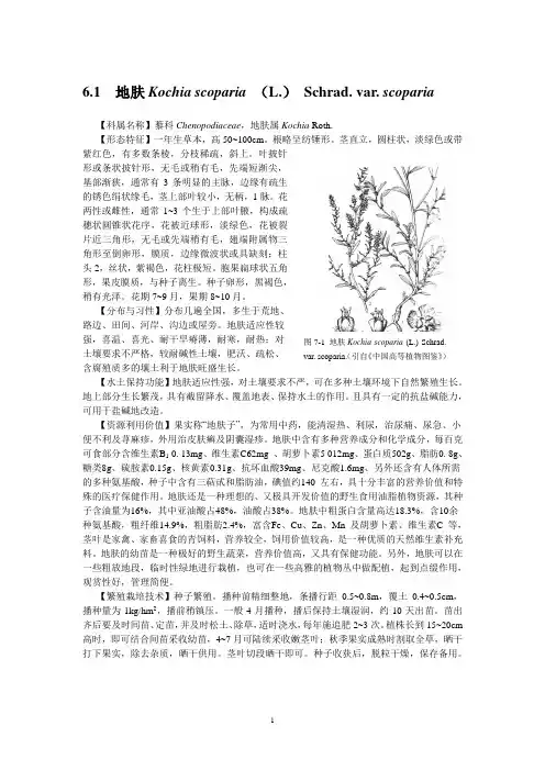 常见草本植物