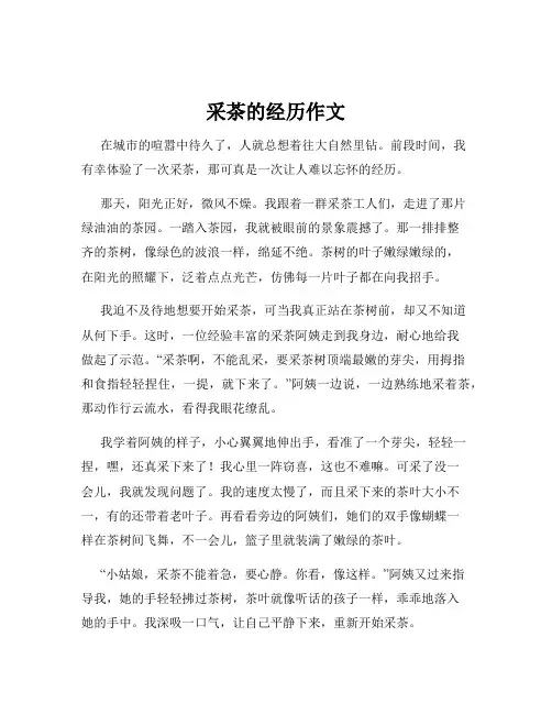 采茶的经历作文