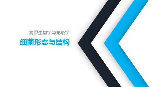 《病原生物学与免疫学》课件——2细菌的形态与结构