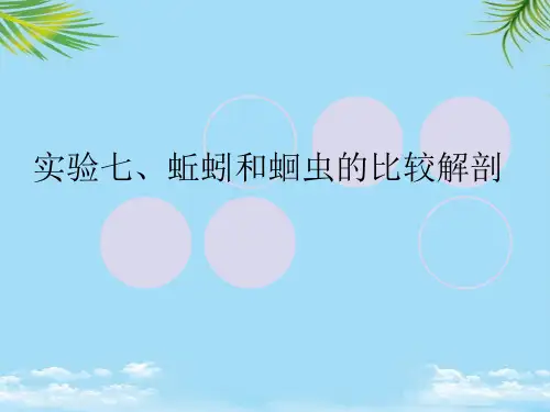 【优文档】实验蛔虫和蚯蚓的比较解剖PPT