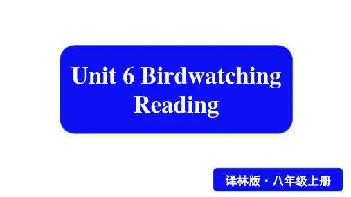 牛津译林版版英语八年级上册  Unit 6  Birdwatching  Reading  课件