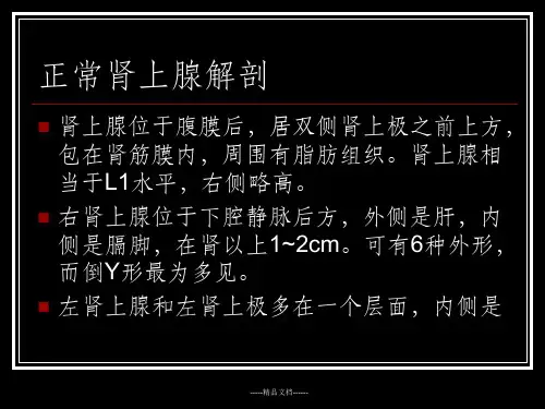 肾上腺疾病CT读片课件