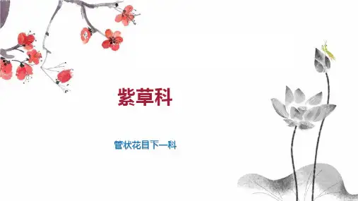 紫草科    