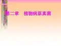 第二章  植物病原真菌