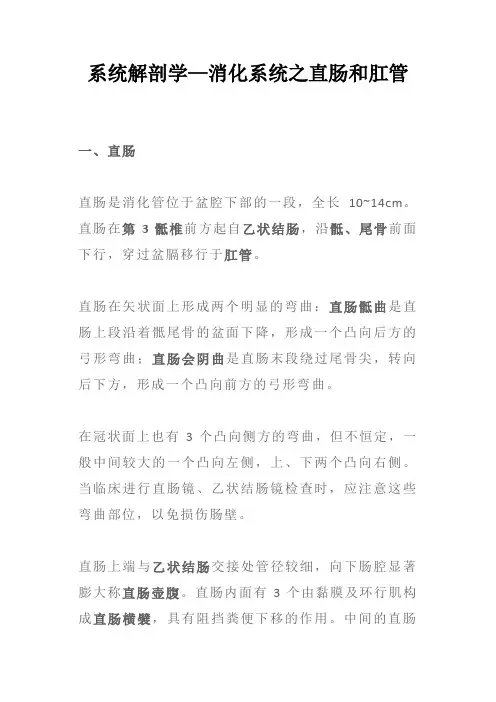 系统解剖学—消化系统之直肠和肛管