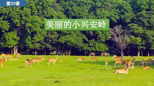 统编版三年级语文上册第20课美丽的小兴安岭课件(共44张PPT)