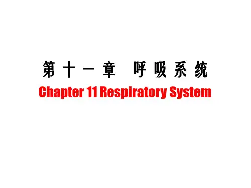 【组胚】11.呼吸系统