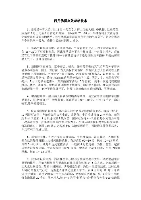 西芹优质高效栽培技术