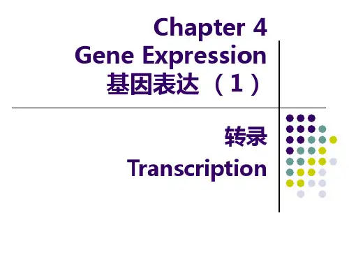分子生物学Chapter 4 转录