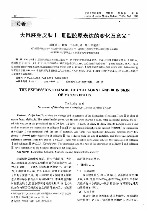 大鼠胚胎皮肤Ⅰ、Ⅲ型胶原表达的变化及意义