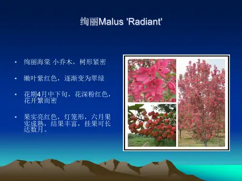 北美海棠品种介绍