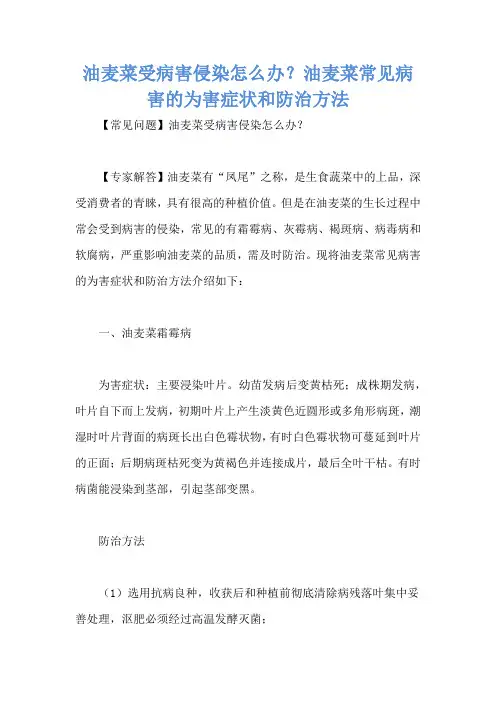 油麦菜受病害侵染怎么办？油麦菜常见病害的为害症状和防治方法