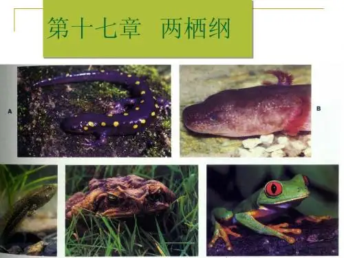 两栖纲