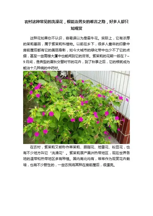 农村这种常见的洗澡花，根能治男女的难言之隐，好多人却只知观赏