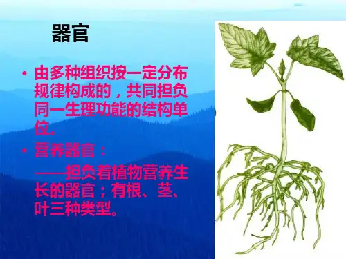 植物学课件-植物营养器官根
