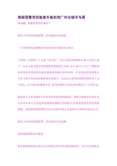 黑脸琵鹭受伤被意外被拍到广州全城寻鸟图