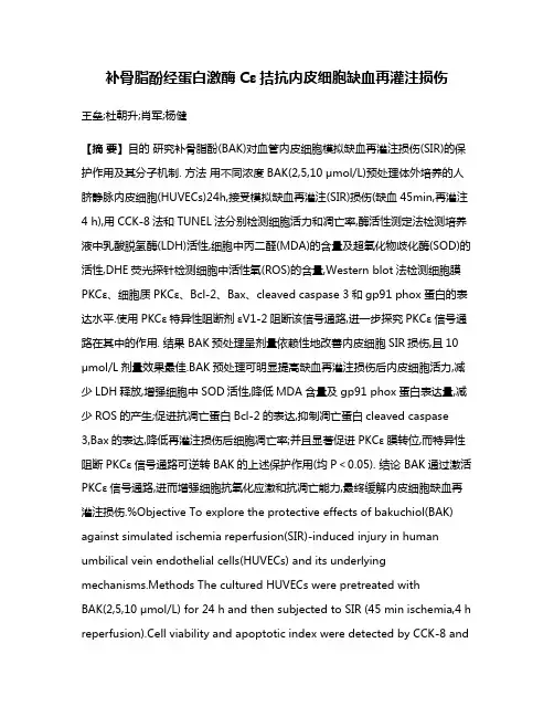 补骨脂酚经蛋白激酶Cε拮抗内皮细胞缺血再灌注损伤