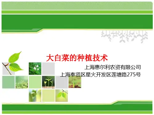 大白菜的种植技术