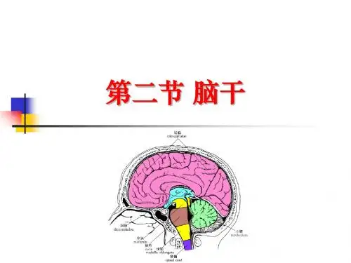 cns2脑干