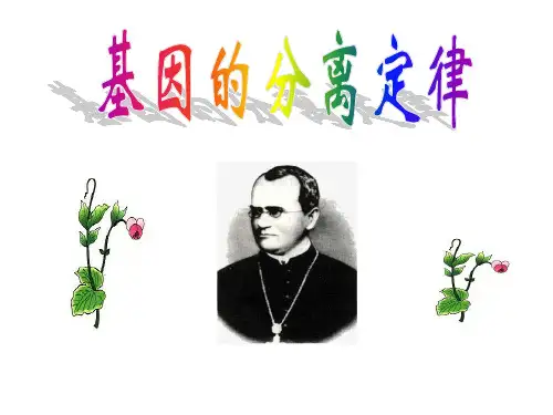 分离定律ppt课件