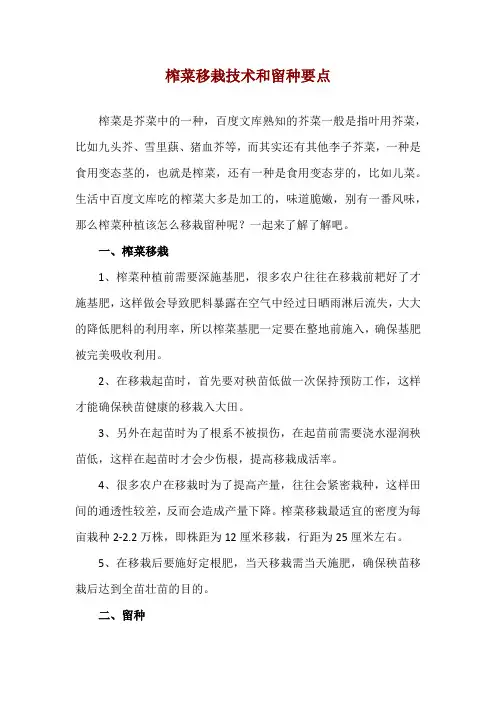 榨菜移栽技术和留种要点