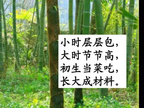 《笋芽儿》ppt课件