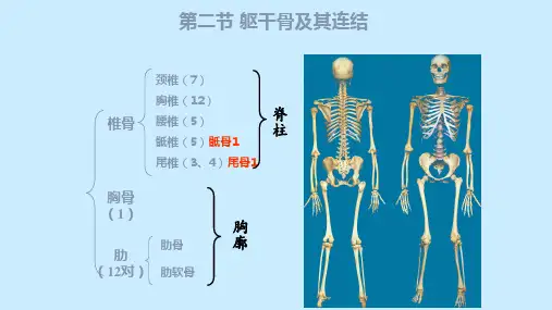 系统解剖学——躯干骨及其连结