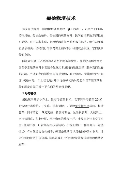 蜀桧栽培技术