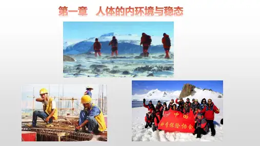 高中生物选择性必修一   1 2 内环境的稳态 课件