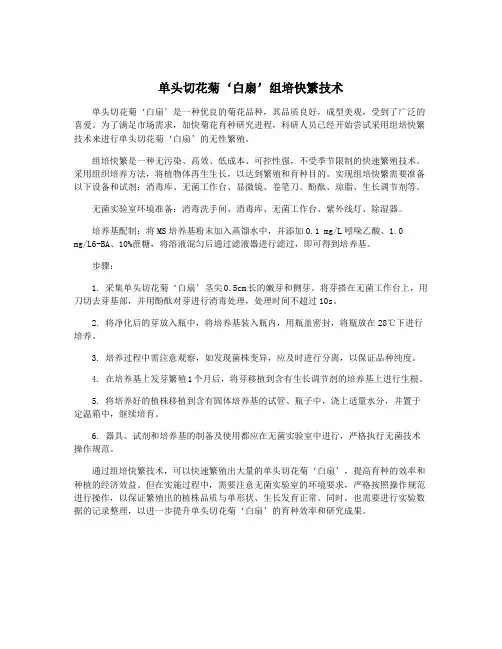 单头切花菊‘白扇’组培快繁技术