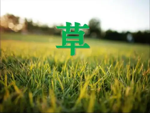 《草》PPT课件 (共13张PPT)