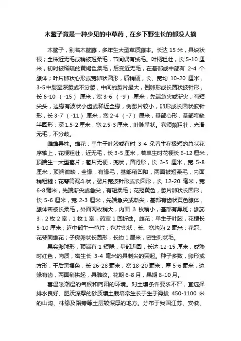 木鳖子竟是一种少见的中草药，在乡下野生长的都没人摘